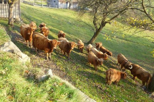Agroturismo Dorferhof