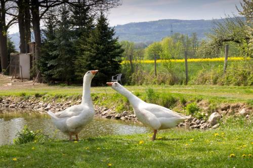 Hotel Dorfgasthof Berlakovich
