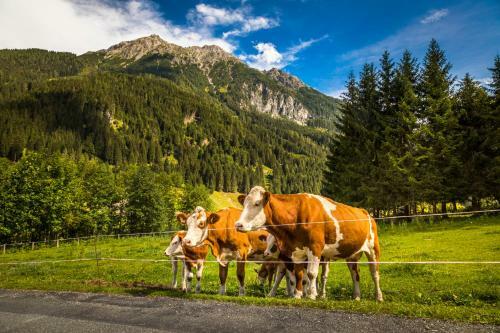 Agroturismo Unterrainhof