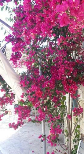 Apartamento Kritikies1