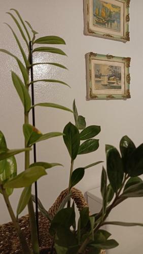 Apartamento Eriza Home
