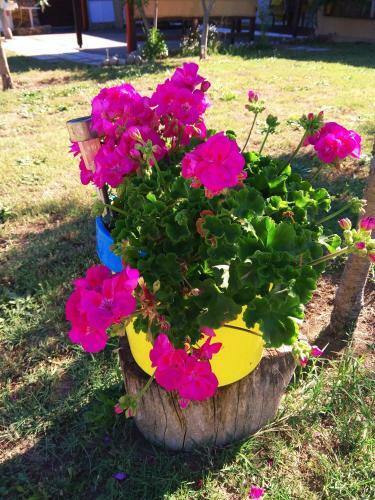 Apartamento Farma Giannis