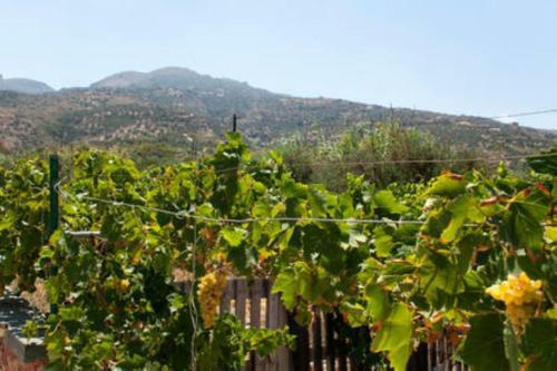 Makis Apartments Agia Fotia Sitia