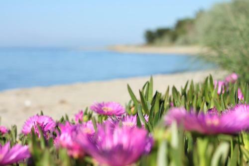 Olive Dream Thassos Luxury Villas
