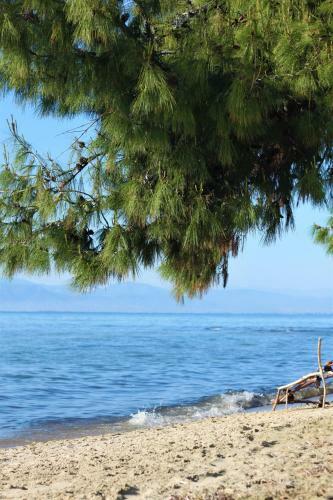Olive Dream Thassos Luxury Villas