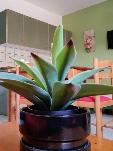 Apartamento Aloe Residents