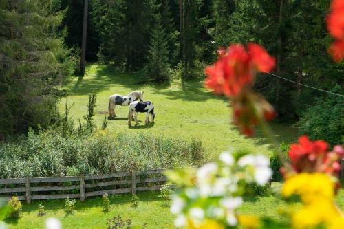 Apartamento Ferienhaus Tannenblick