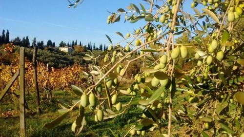 Agroturismo Fattoria Di Mugnano