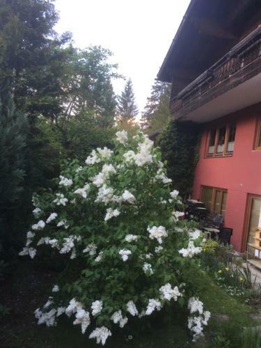 Apartamento Ferienhaus Wieswald