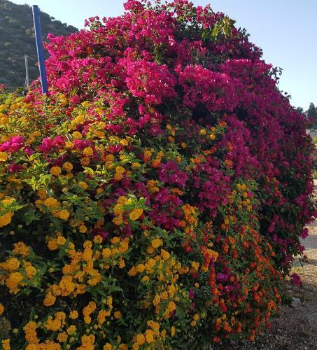 Sea Flower Villa Bali Crete