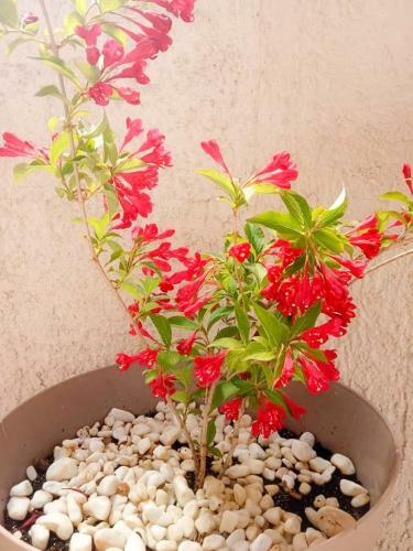 Apartamento City Center Garden House