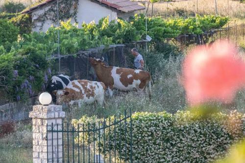 Apartamento Villa Despinaki