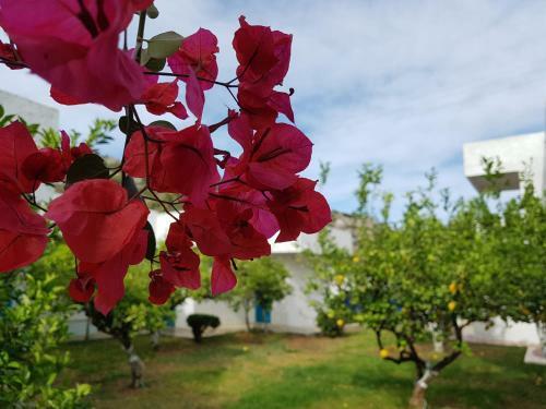 Ladikos Garden Hotel Faliraki