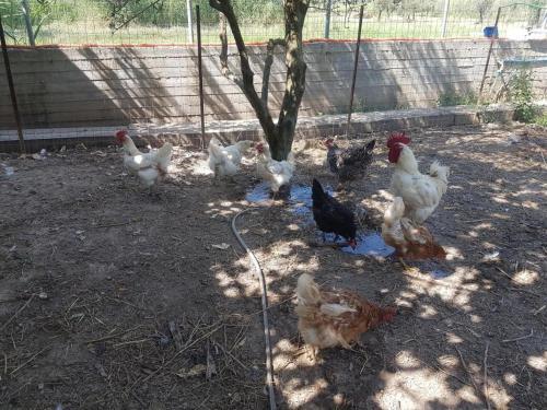 Apartamento Eleonas Farm House