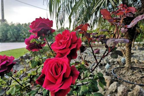 Apartamento Fiore Di Rodi - Private Pool, Jacuzzi And Barbecue