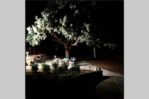 Oak Tree Cozy Apartment