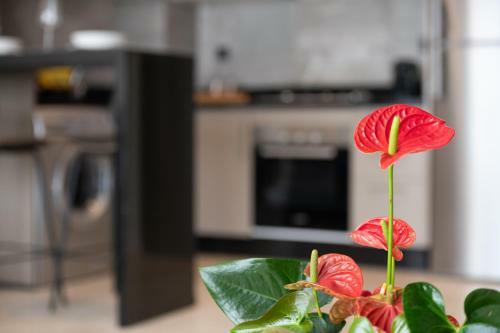 Casablanca Stay Apartments