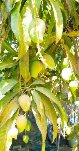 Apartamento Habitaci�n Para Mujer Shalom