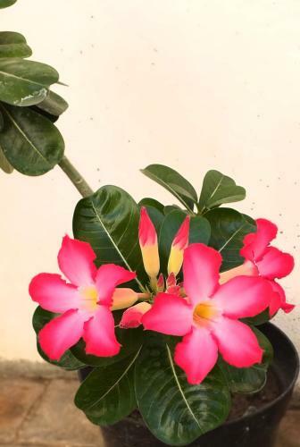 Apartamento Casa Shalom