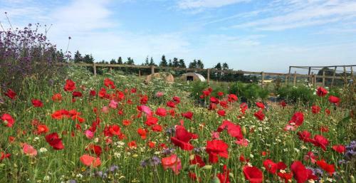 Hostal Huntstile Organic Farm