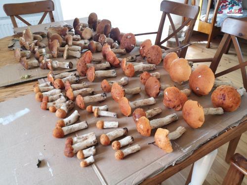 Siedlisko Orzech�wko