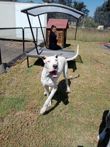 Hostal Hotel Para Perros Dog Season S