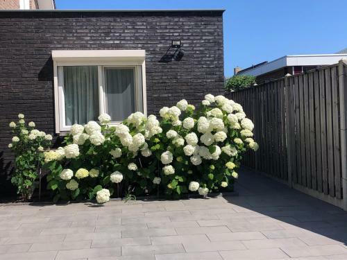 Apartamento Zoutelande Koddelaan Vakantiewoning