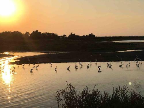 Villa Neuve En Petite Camargue