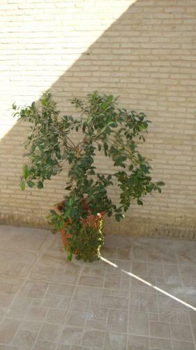 Motel Residence Tozeur Almadina