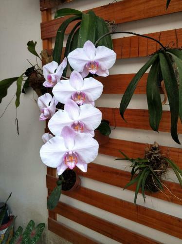 Bed & Breakfast Alojamiento Familiar Orquide@s