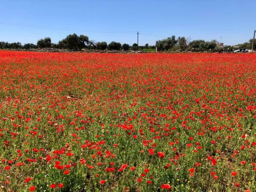 Apartamento Petra Bianca