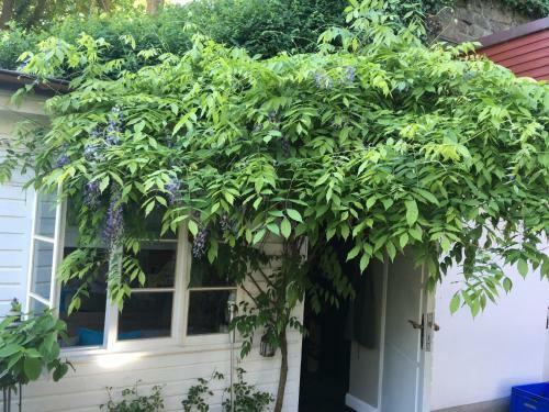 Fischerhaus Am Blankeneser Elbhang