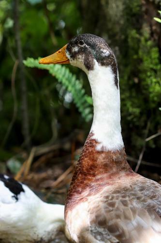 Hostal Finca Los Abuelos - La Planta