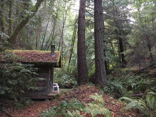 Glamping In The Redwoods