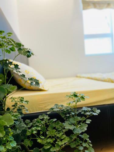 Apartamento Chi?s Homestay