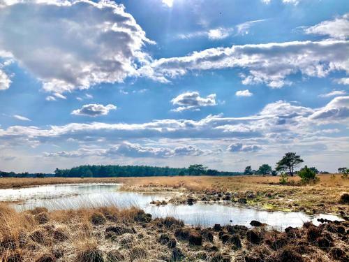 Wilde Moeflon, Geniet Van De Vrije Natuur!