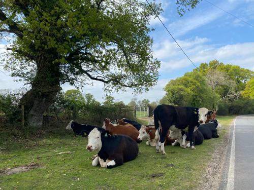 Central Location To New Forest & South Coast.