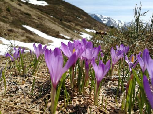 Apartamento Holiday Flat Daniela, Hippach Im Zillertal