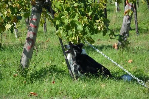 Agroturismo Il Primo Fiore
