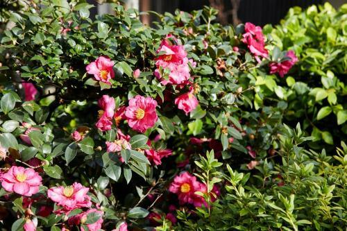 ???? By ??kyoto Hanare