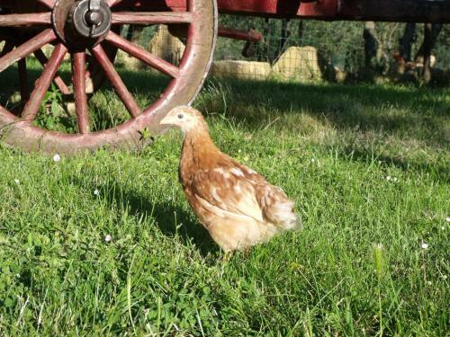 Agroturismo Agriturismo Il Viaio