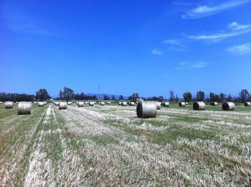 Agroturismo Agriturismo Il Giglio