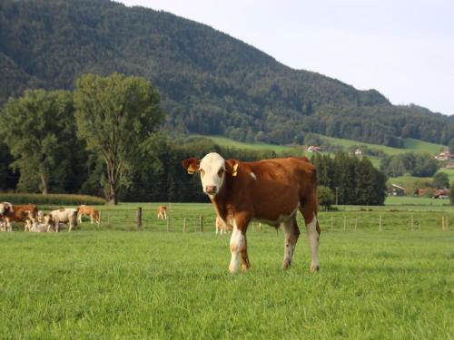 Chalet Alpenzauber, Inzell