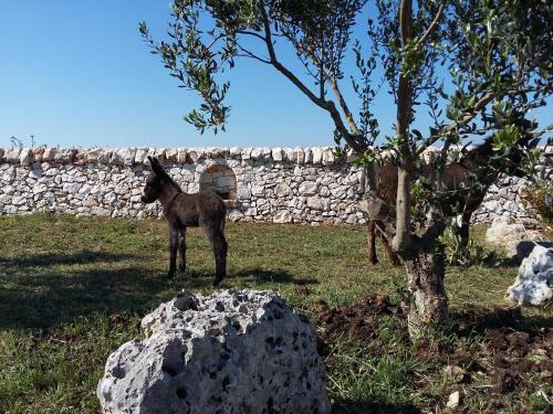 Agroturismo Agriturismo Masseria Casedde Vecchie