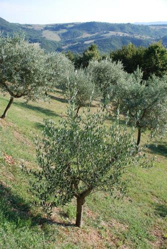 Agroturismo Agriturismo Casa Cresta