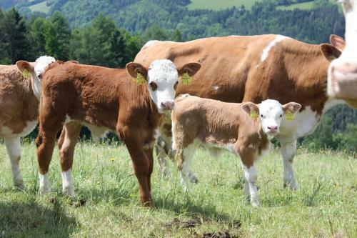 Agroturismo Wachahof