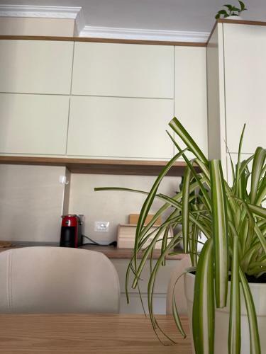 Bora S Cozy Apartment Tirana