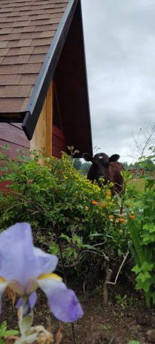 Apartamento Domo Vive Pellaifa
