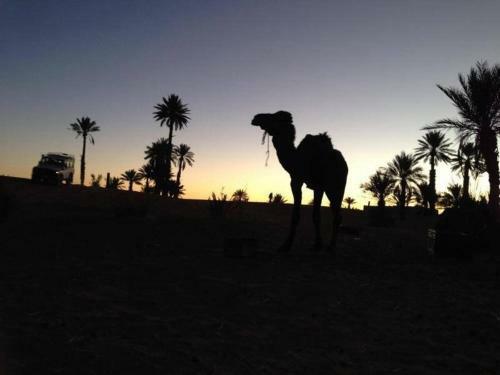 Shooting Stars Luxury Desert Camp