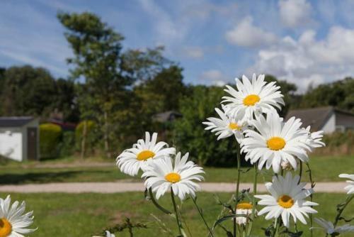 Safaritent Glamping Tent Nabij Sint Maartenszee